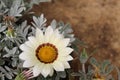 GAZANIA - AFRICAN DAISY. Royalty Free Stock Photo