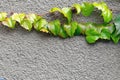 Fresh geen climber ivy plant growing over concrete wall. Nature abstract background. Natural bright floral frame on grey cement. F