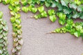 Fresh geen climber ivy plant growing over concrete wall. Nature abstract background. Natural bright floral frame on grey cement. F