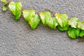 Fresh geen climber ivy plant growing over concrete wall. Nature abstract background. Natural bright floral frame on grey cement. F