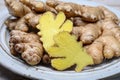 Fresh gember roots used for cooking and medicine Royalty Free Stock Photo