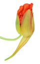 Fresh gentle edible bud of decorative nasturtium garden plant. Royalty Free Stock Photo