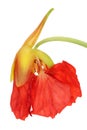 Fresh gentle edible red bud of the nasturtium garden flower. Royalty Free Stock Photo