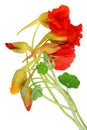 Fresh gentle flowers and buds of decorative nasturtium garden p Royalty Free Stock Photo