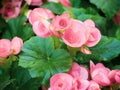 Gentle pink Begonia, double layers petals with green leaves in garden.