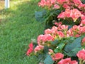 Gentle pink Begonia, double layers petals with green leaves in garden.