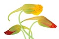 Fresh gentle red and yellow buds of decorative nasturtium garde Royalty Free Stock Photo