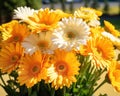 fresh gerbera flower close up in the meadow.