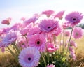 fresh gerbera flower close up in the meadow.