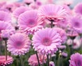 fresh gerbera flower close up in the meadow.