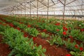Fresh Gerbera flowers field, greenhouse. Agriculture concept photo
