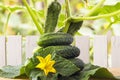 Fresh gherkins on wooden table in garden against the background of wooden fence and vegetable plants. Rustic lifestyle. Copy space Royalty Free Stock Photo