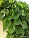 Fresh Giloy or Tinospora Cordifolia Plant Green Leaves Royalty Free Stock Photo