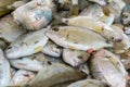 Fresh gilt-head sea bream (Sparus aurata) for sale at a Greek fish market on the stall of a fisherman