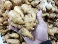 Fresh ginger on the hand. Royalty Free Stock Photo