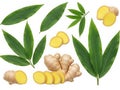 Fresh ginger and leaves isolated on transparent background Royalty Free Stock Photo