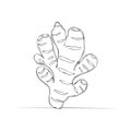 Fresh ginger root drawn in a minimalist continuous one line art style vector illustration Royalty Free Stock Photo
