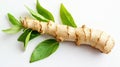 Fresh ginger root with green leaves displayed on a clean white surface. Royalty Free Stock Photo
