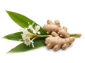 Fresh Ginger Root with Green Leaves and White Flower Buds on White Background Royalty Free Stock Photo