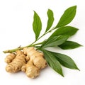 Ginger with leaves isolated on white background Royalty Free Stock Photo
