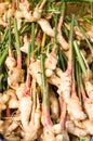 Fresh ginger root at the market Royalty Free Stock Photo