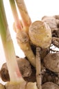 Fresh ginger root. plant Royalty Free Stock Photo