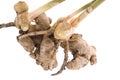 Fresh ginger root. plant Royalty Free Stock Photo