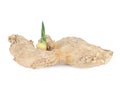 Fresh ginger root with young green sprout on white background. Royalty Free Stock Photo