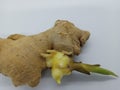 The fresh ginger Royalty Free Stock Photo