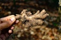 Fresh ginger which is uprooted from ground held in hand. Organic fresh Ginger root