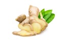 Fresh ginger Zingiber officinale with the leaf Royalty Free Stock Photo