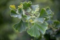 Fresh gingko leaves in summer