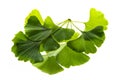 fresh ginkgo biloba leaves isolated on a white background