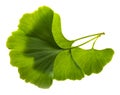 fresh ginkgo biloba leaves isolated on a white background