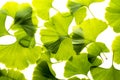 fresh ginkgo biloba leaves isolated on a white background