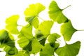 fresh ginkgo biloba leaves isolated on a white background