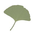 Fresh ginkgo leaves flat style simple hand drawn vector illustration