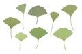 Fresh ginkgo leaves set flat style simple hand drawn vector illustration