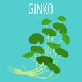 Fresh ginko leaf in withe backgruond