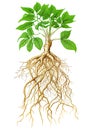Fresh ginseng plant with long roots over white. Generative AI detailed watercolor illustration Royalty Free Stock Photo