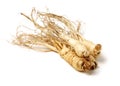 Fresh Ginseng root Royalty Free Stock Photo