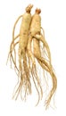 Fresh Ginseng root Royalty Free Stock Photo