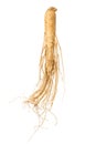 Fresh ginseng root isolated on white background Royalty Free Stock Photo