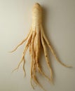 Fresh ginseng root with long, natural strands on a neutral background Royalty Free Stock Photo