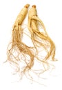 Fresh Ginseng root stick Royalty Free Stock Photo