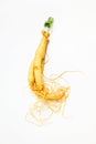 Fresh Ginseng Root on a white background. Vibrant and organic.. Royalty Free Stock Photo