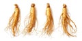 Fresh ginseng roots displayed on a clean white background Royalty Free Stock Photo