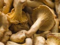 Fresh Girolle Mushrooms Royalty Free Stock Photo