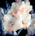 Fresh gladiolus Royalty Free Stock Photo