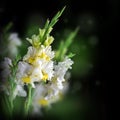 Fresh gladiolus on black background Royalty Free Stock Photo